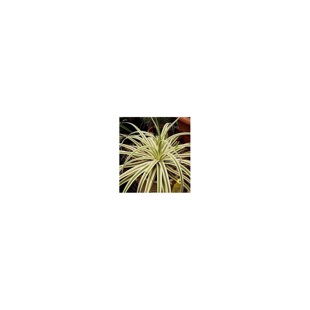 Agáve - Agave bracteosa - semiačka - 10 ks