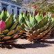 Agáve - Agave Purpurosum - semiačka - 10 ks