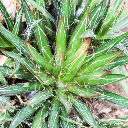 Agáve mexické - Agave filifera - semiačka - 7 ks