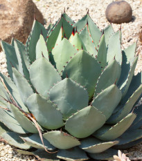 Agáve parryi - Agave parryi - semiačka - 9 ks