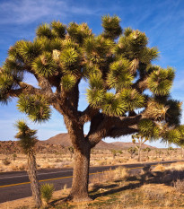 Joshua tree - Juka krátkolistá - Yucca brevifolia - semiačka - 20 ks