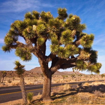 Joshua tree - Juka krátkolistá - Yucca brevifolia - semiačka - 6 ks