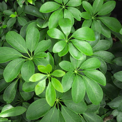 Šeflera stromovitá - Schefflera arboricola - semiačka - 6 ks
