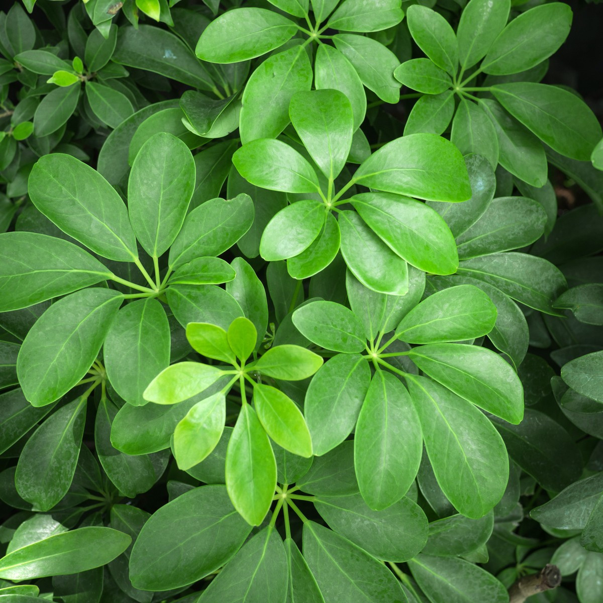 Šeflera stromovitá - Schefflera arboricola - semiačka - 6 ks