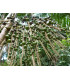 Palma Akaí - Acai - Euterpe oleracea - semiačka - 2 ks