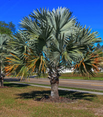 Palma Braheova - Brahea armata - semiačka - 2 ks