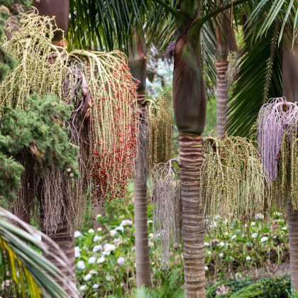 Palma kráľovská - Archontophoenix cunninghamiana - semiačka - 3 ks