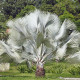 Palma strieborná - Nannorrhops arabica - semiačka  - 3 ks