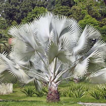 Palma strieborná - Nannorrhops arabica - semiačka  - 3 ks