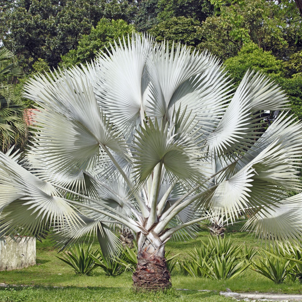 Palma strieborná - Nannorrhops arabica - semiačka  - 3 ks
