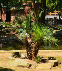 Palma trpasličia - Sabal minor -semiačka - 3 ks