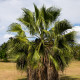 Palma Washingtonia vláknitá - Washingtonia filifiera - semiačka - 15 ks