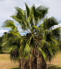 Palma Washingtonia vláknitá - Washingtonia filifiera - semiačka - 15 ks