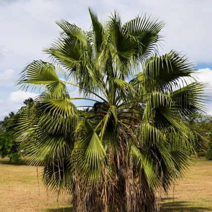Palma Washingtonia vláknitá - Washingtonia filifiera - semiačka - 15 ks