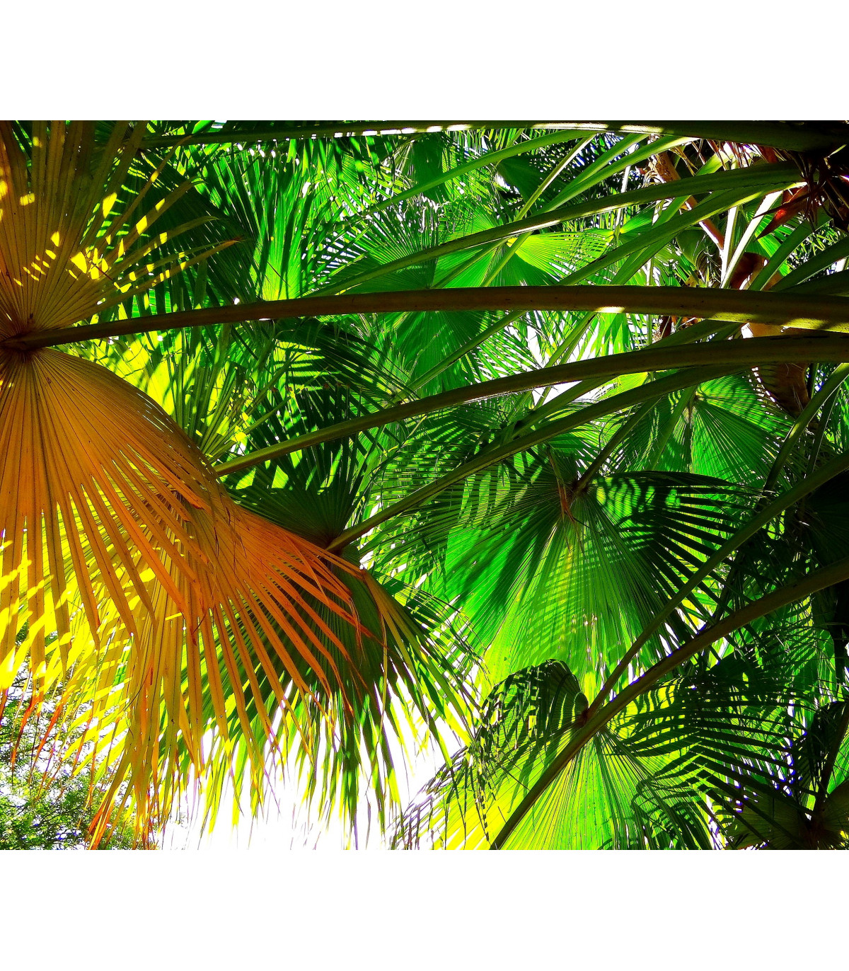 Palma čínska - Livistona Chinensis - semiačka - 3 ks