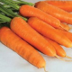 Mrkva F1 Ingot - Daucus carota - semiačka - 50 ks