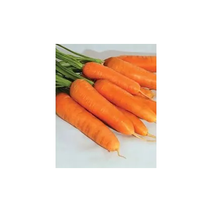Mrkva F1 Ingot - Daucus carota - semiačka - 50 ks