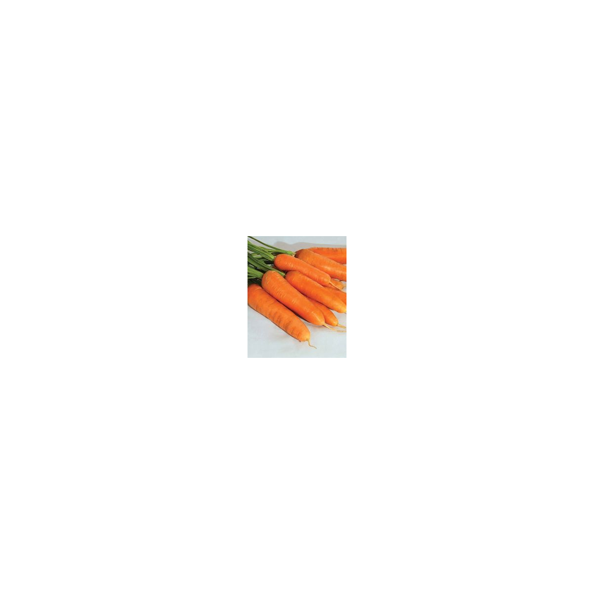 Mrkva F1 Ingot - Daucus carota - semiačka - 50 ks