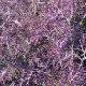 Mizuna červený devil F1 - Brassica campestris japonica - 0,02 g