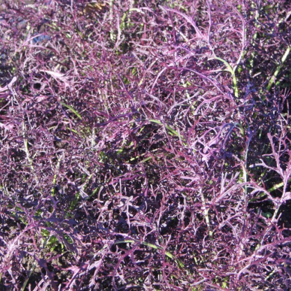 Mizuna červený devil F1 - Brassica campestris japonica - 0,02 g