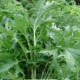 Mizuna Kruis F1 - Brassica campestris japonica - semiačka - 0,02 g