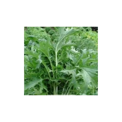 Mizuna Kruis F1 - Brassica campestris japonica - semiačka - 0,02 g