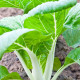 Pak Choi čínska kapusta - Brassica rapa var rosularis - semiačka - 100 ks