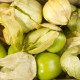 Tomatillo - Physalis ixocarpa - semiačka - 5 ks