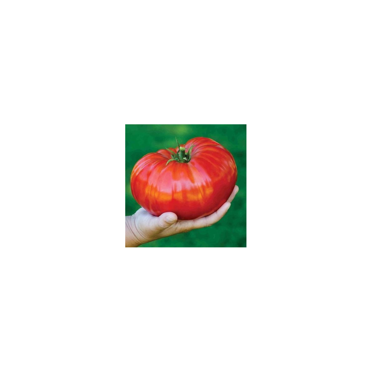Paradaka - Verte neverte - semiačka - 6 ks