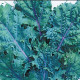 Kaleráb červený ruský - Brassica oleracea - semiačka - 0,5 g