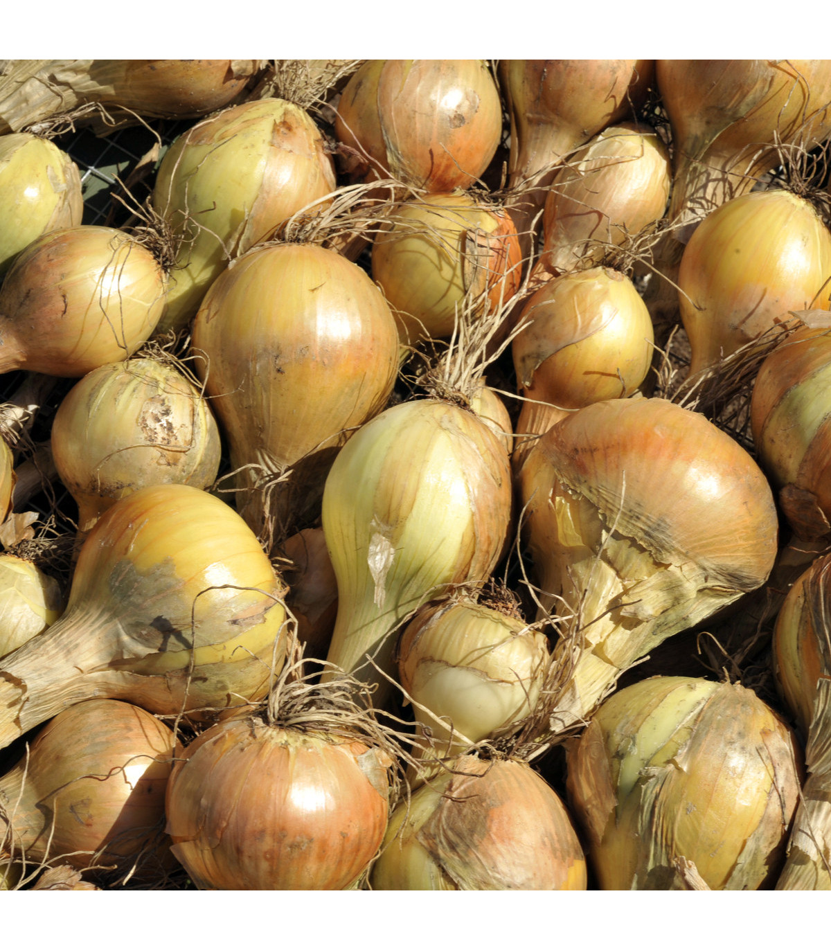 Cibuľa kuchyňská Sturon - Allium cepa - semiačka - 250 ks