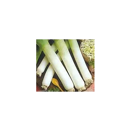 Pór - Genita - Allium porrum - semiačka - 1,5 g
