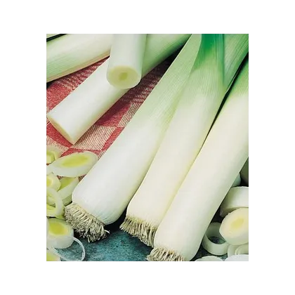 Pór zimný Natan - Allium porrum - semiačka - 1,5 g