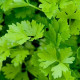 Zeler stopkatý - Apium graveolens - semiačka - 1 g