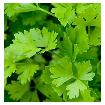 Zeler stopkatý - Apium graveolens - semiačka - 1 g