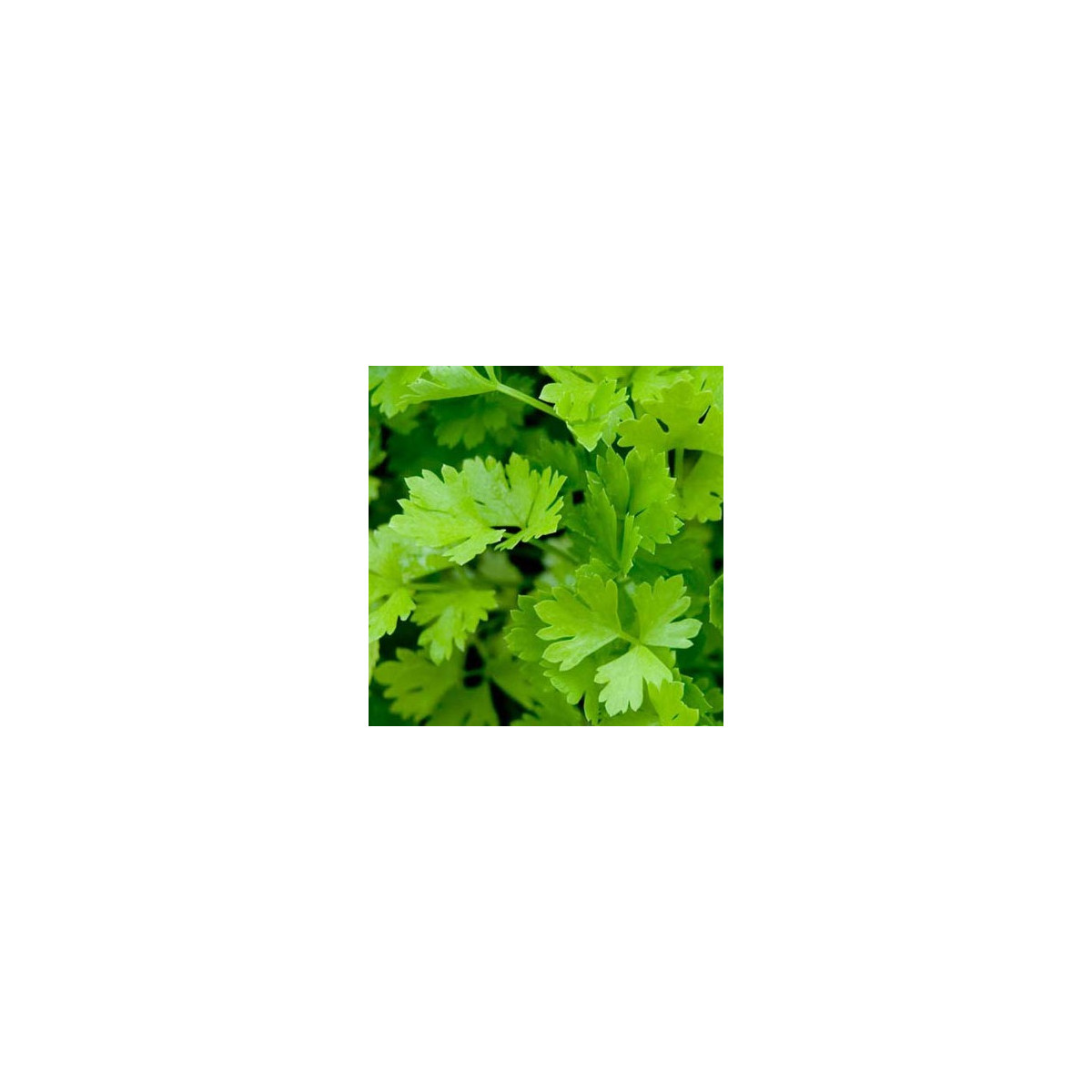 Zeler stopkatý - Apium graveolens - semiačka - 1 g
