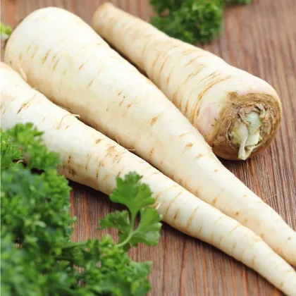 Paštrnák siaty Gladiator F1 - Pastinaca sativa - semiačka - 0,3 gr