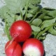 Reďkev siata - Raphanus sativus - semiačka - 100 ks