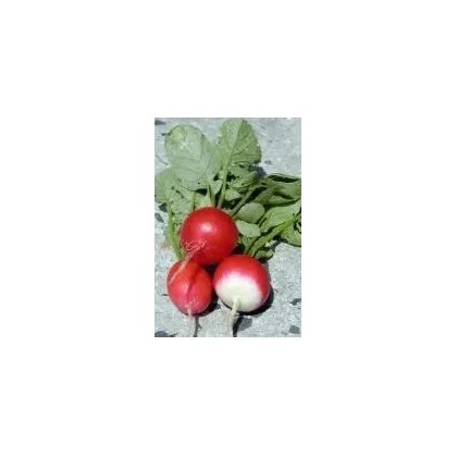 Reďkev siata - Raphanus sativus - semiačka - 100 ks