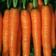 Mrkva Rubina - Daucus carota - semiačka - 1 g