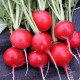 Reďkovka červená guľatá - Carnita - semiačka - 50 ks