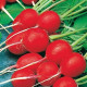 Reďkovka Ilka - Raphanus sativus - semiačka - 50 ks