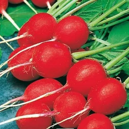 Reďkovka Ilka - Raphanus sativus - semiačka - 50 ks