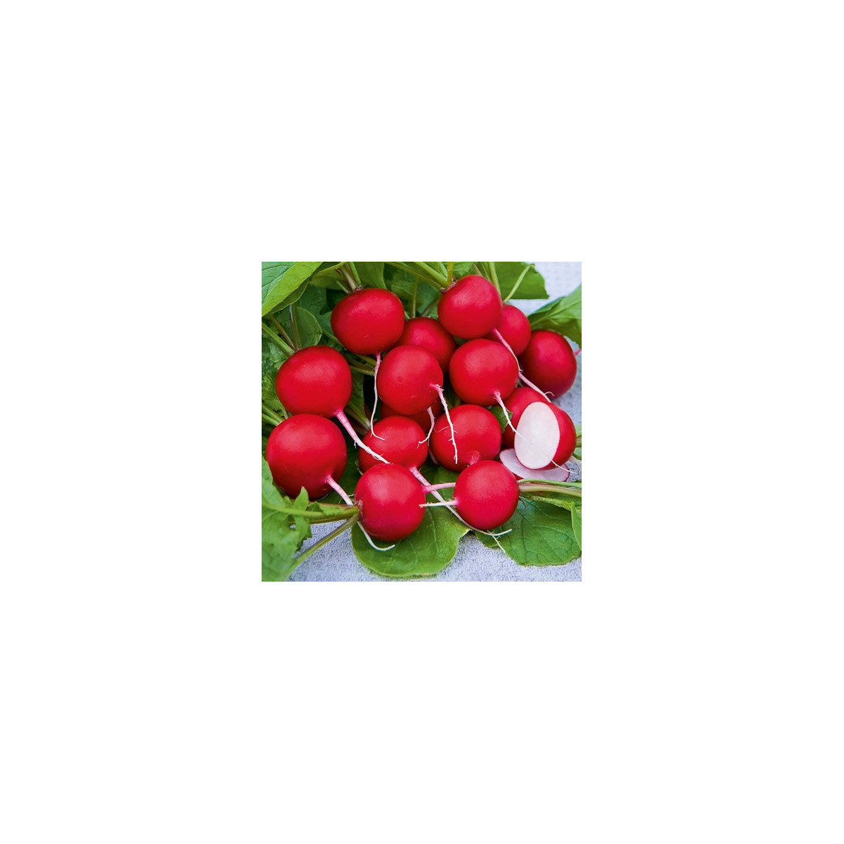 Reďkovka Saxa - Raphanus sativus - predaj semien - 100 ks