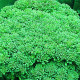 Brokolica Calabrese - Brassica oleracea L. - semiačka - 0,9 gr