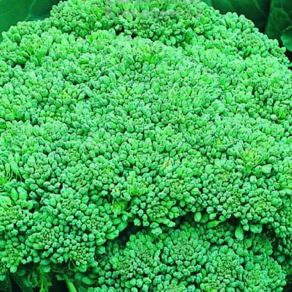 Brokolica Calabrese - Brassica oleracea L. - semiačka - 0,9 gr