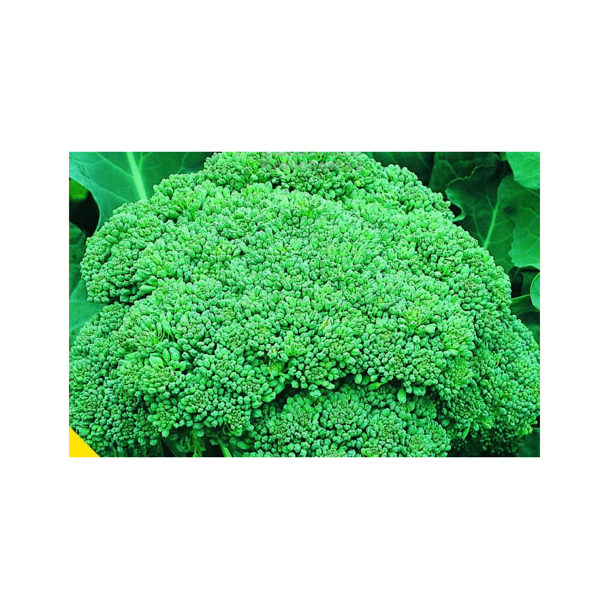Brokolica Calabrese - Brassica oleracea L. - semiačka - 0,9 gr