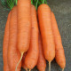 Mrkva neskorá Cidera - Daucus carota - semiačka - 800 ks