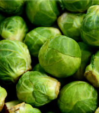 Kel ružičkový Dolores F1 - Brasica oleracea - semiačka - 40 ks