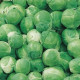 Kel ružičkový Hilds Ideal - Brassica oleracea - semiačka - 0,5 g
